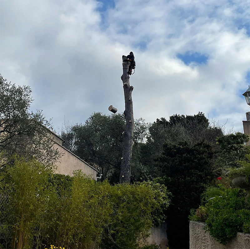 Abattage d'arbre dans le Var