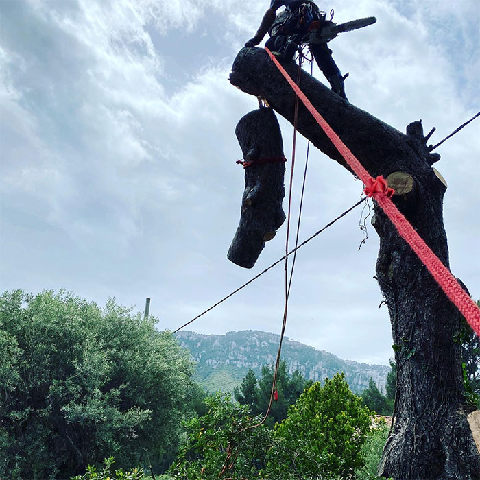 Abattage d'arbre d'urgence dans le Var