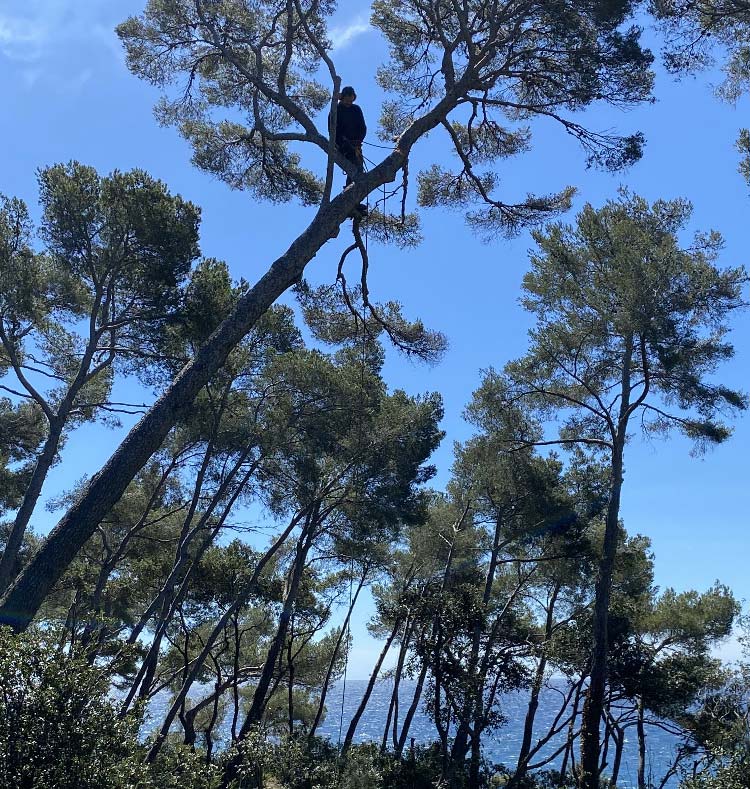 Élagage d'arbre dans le Var