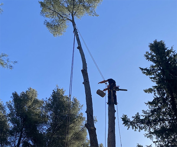 Urgence abbatage d'arbre dans le Var